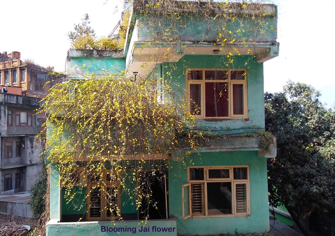 Hotel Impala Garden Katmandu Kültér fotó